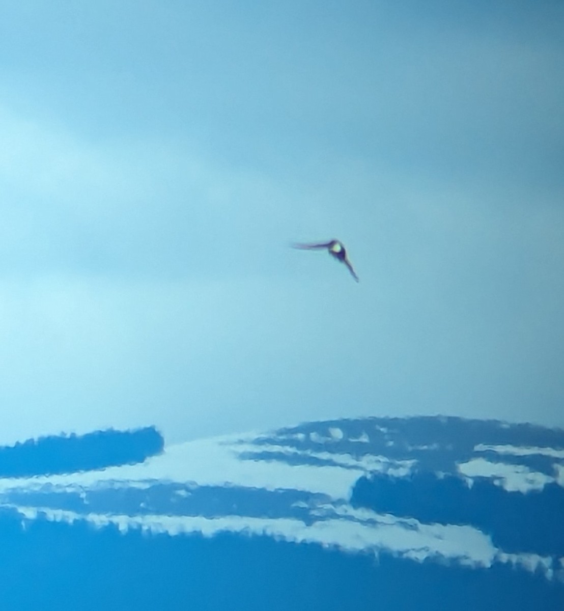 White-throated Swift - Jack N