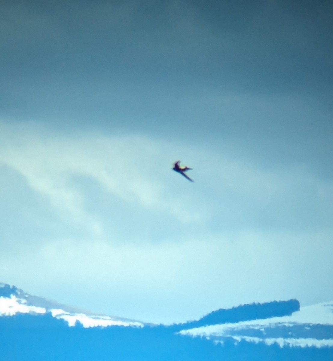 White-throated Swift - Jack N