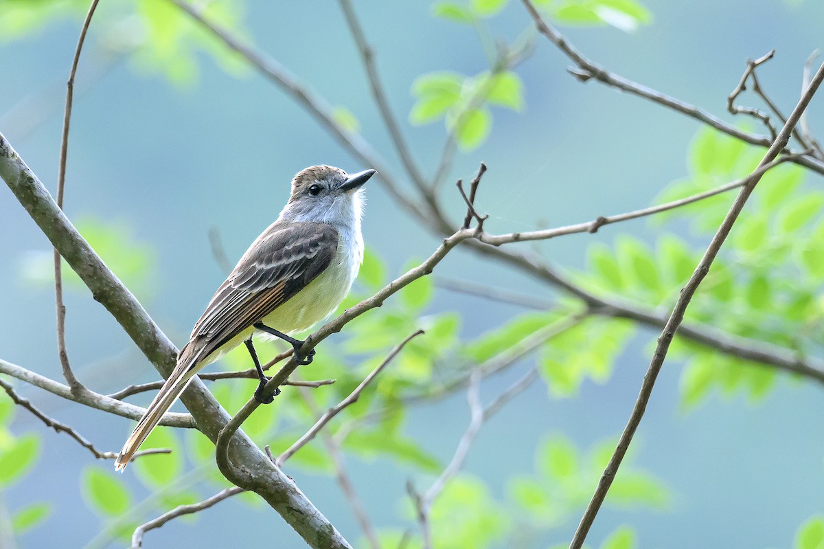 Brown-crested Flycatcher - Michael Rosen