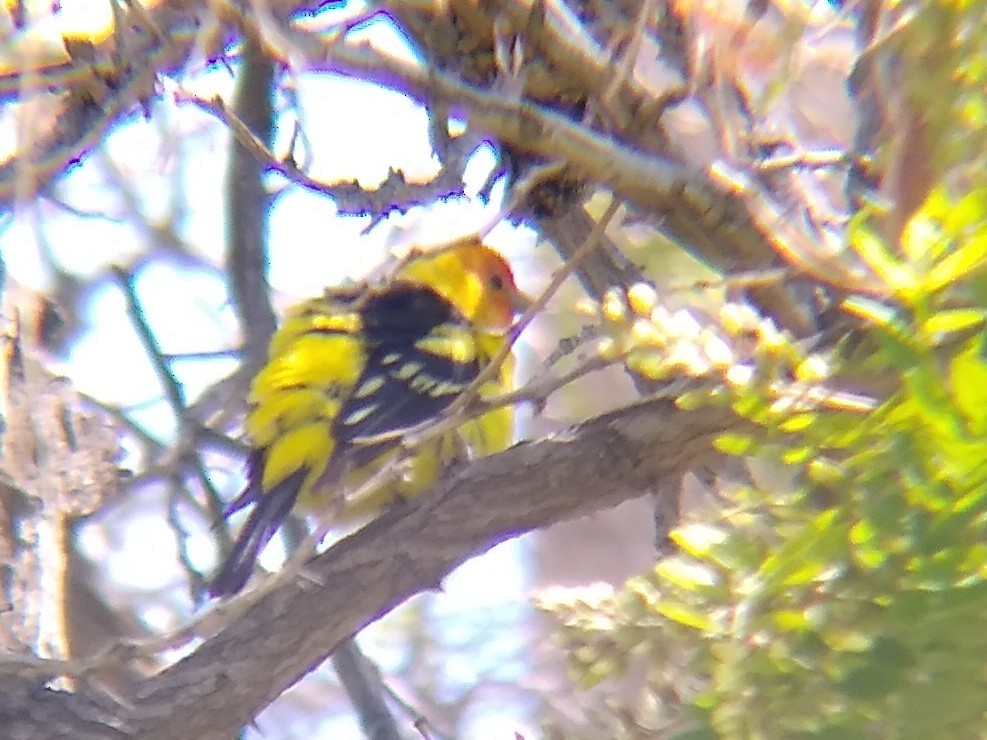 Western Tanager - Rachel Pon