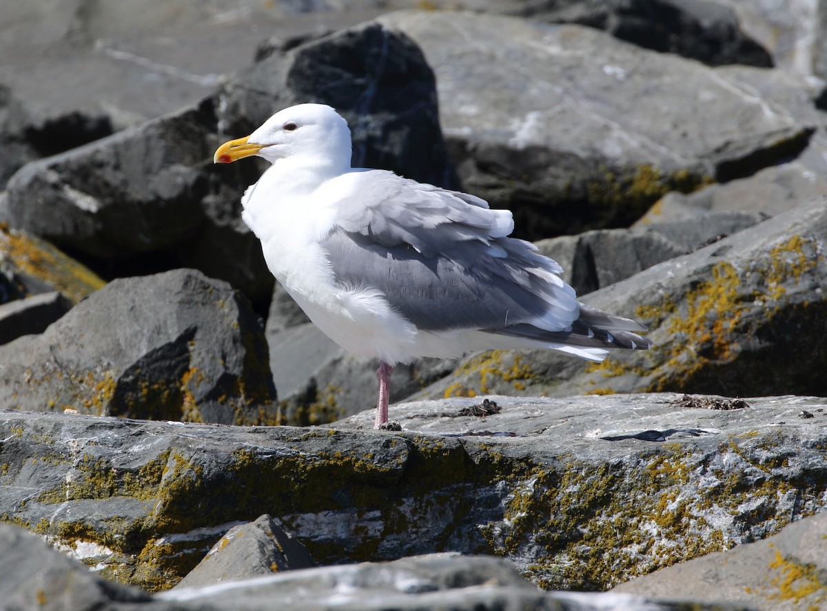 Western x Glaucous-winged Gull (hybrid) - Sneed Collard