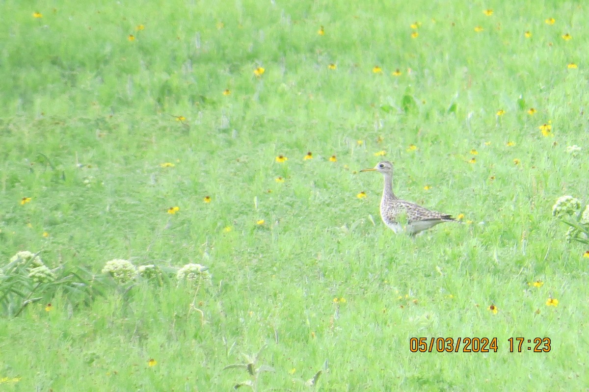 Upland Sandpiper - ML619325350