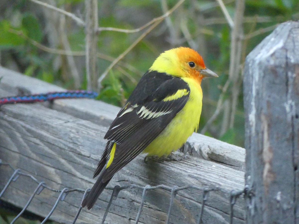 Western Tanager - Katy Duffy