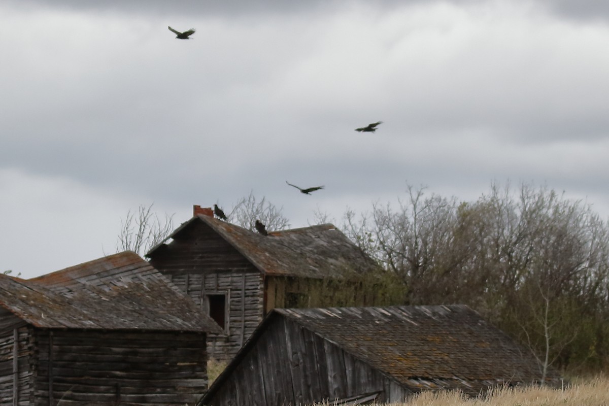 Turkey Vulture - ML619325360