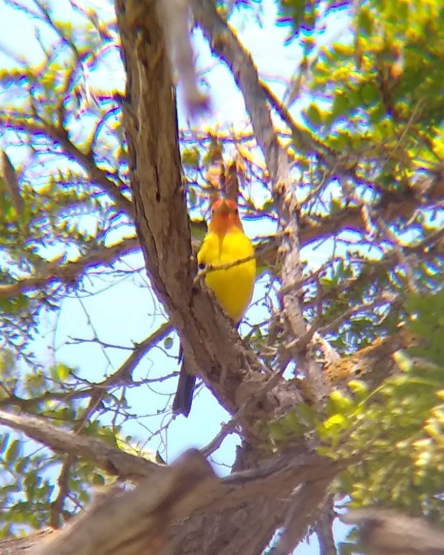 Western Tanager - Rachel Pon