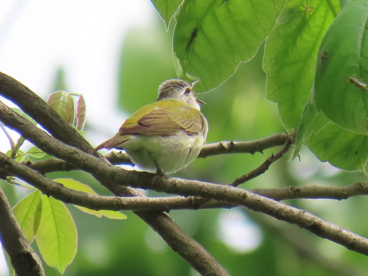 Tennessee Warbler - Mary Krupa