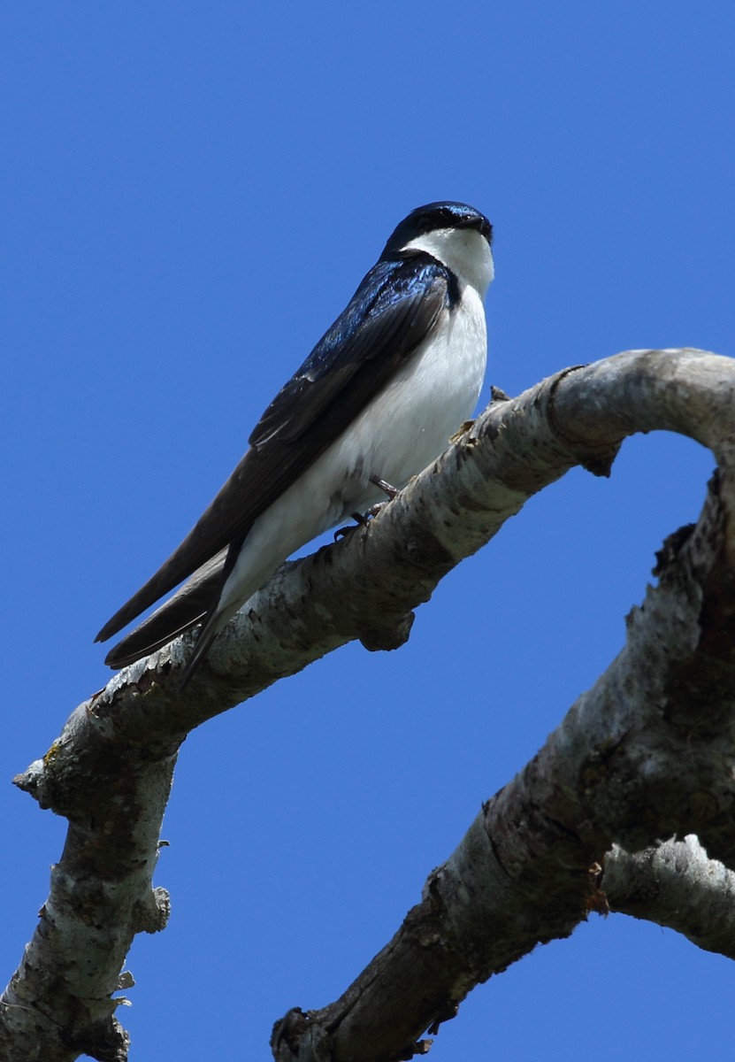 Tree Swallow - Sneed Collard