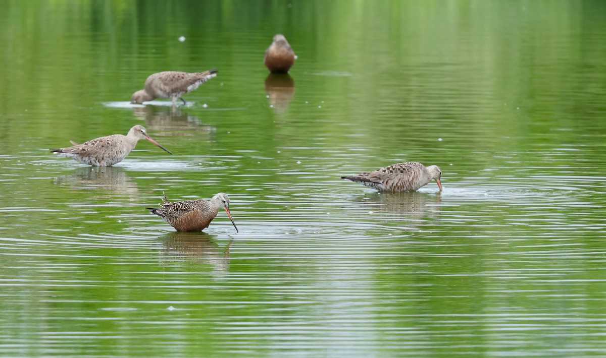 Hudsonian Godwit - Grace Simms  🐦‍⬛