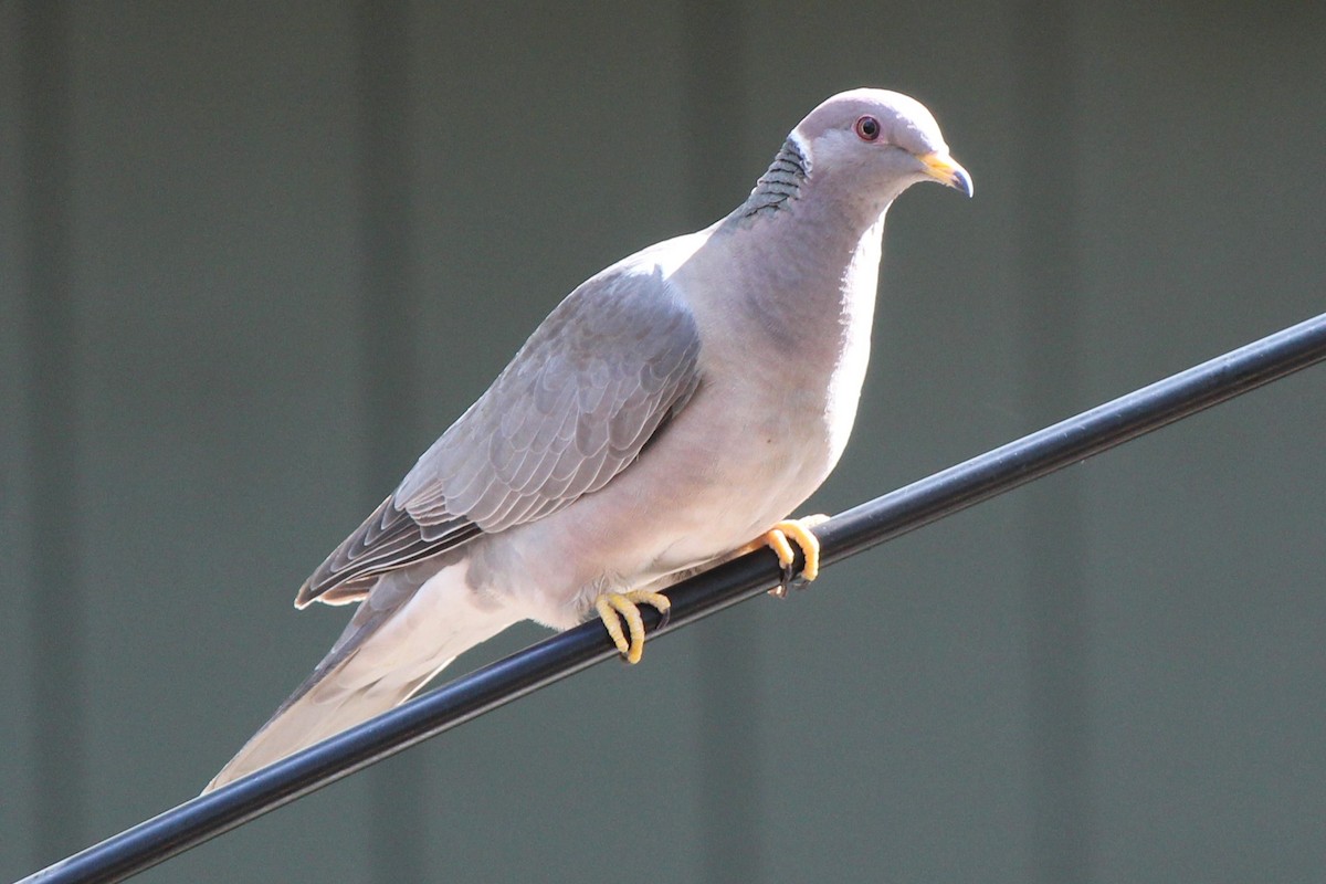 Band-tailed Pigeon - Margaret Dyekman