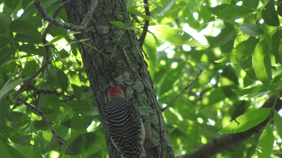 Red-bellied Woodpecker - Sheila Sawyer