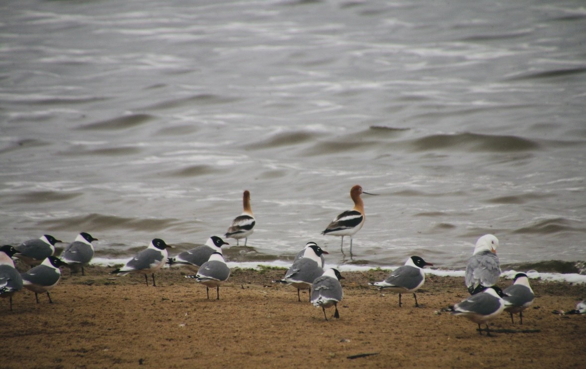 American Avocet - ML619325426