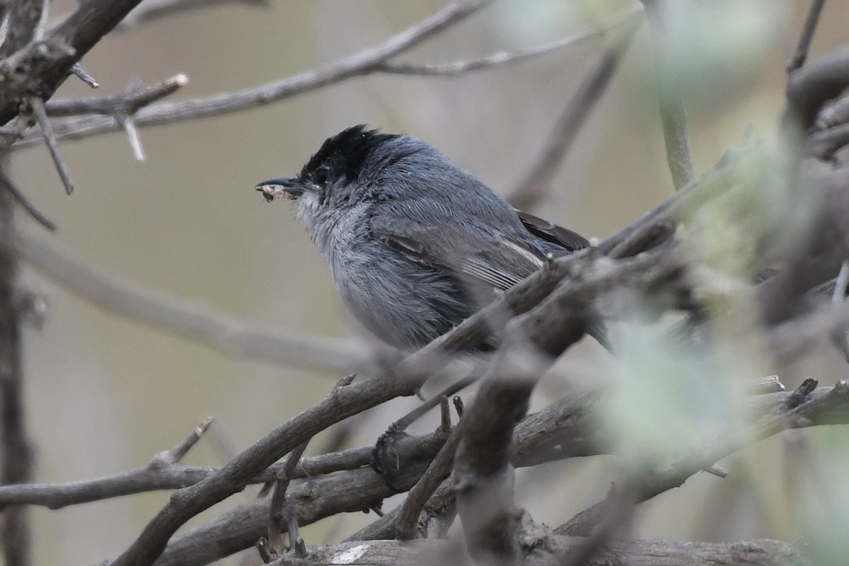 California Gnatcatcher - Max Leibowitz