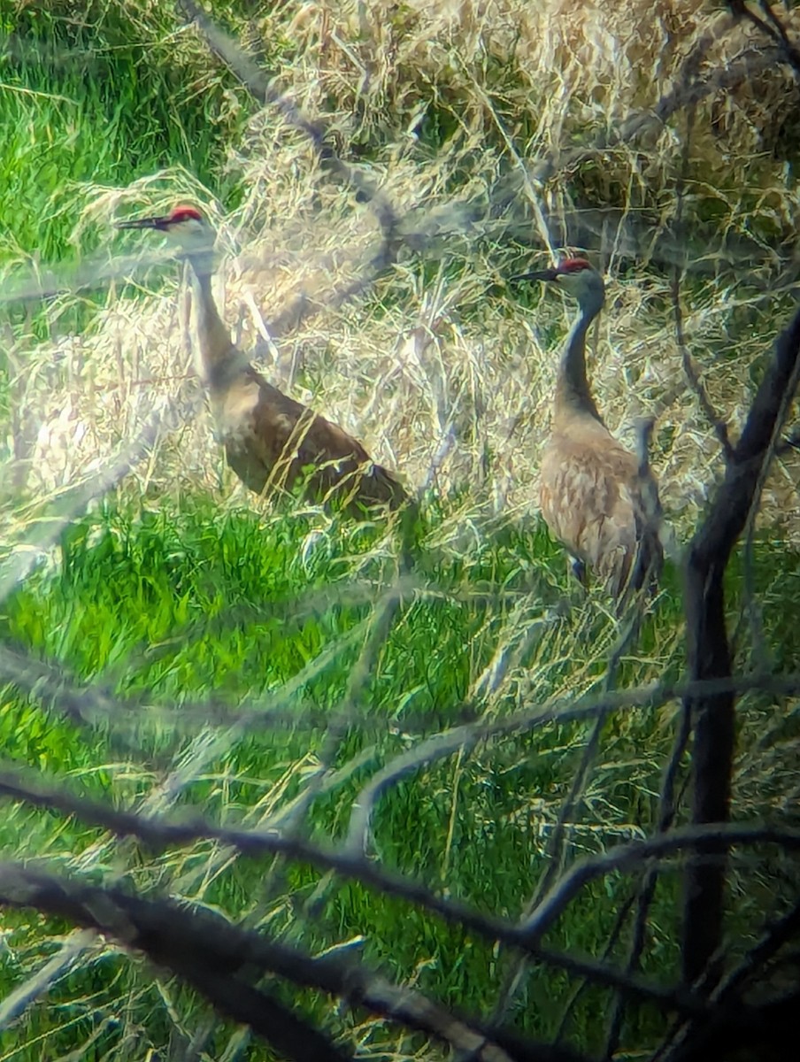 Sandhill Crane - ML619325434