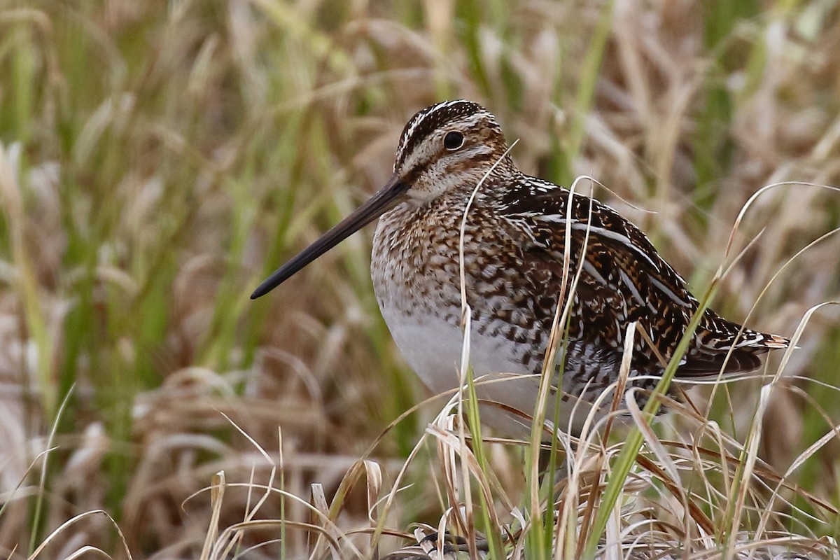 Wilson's Snipe - ML619325437