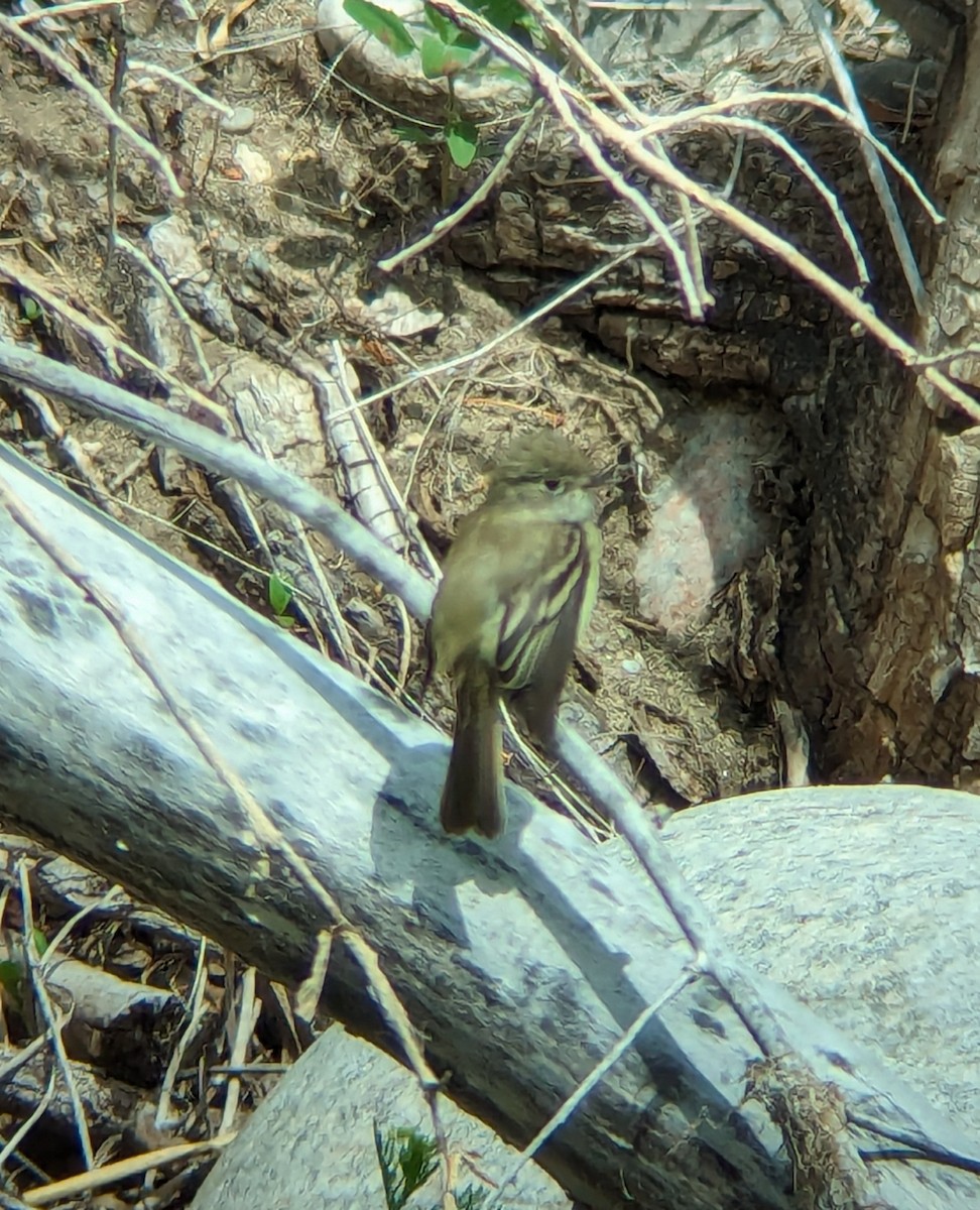 Least Flycatcher - Jack N