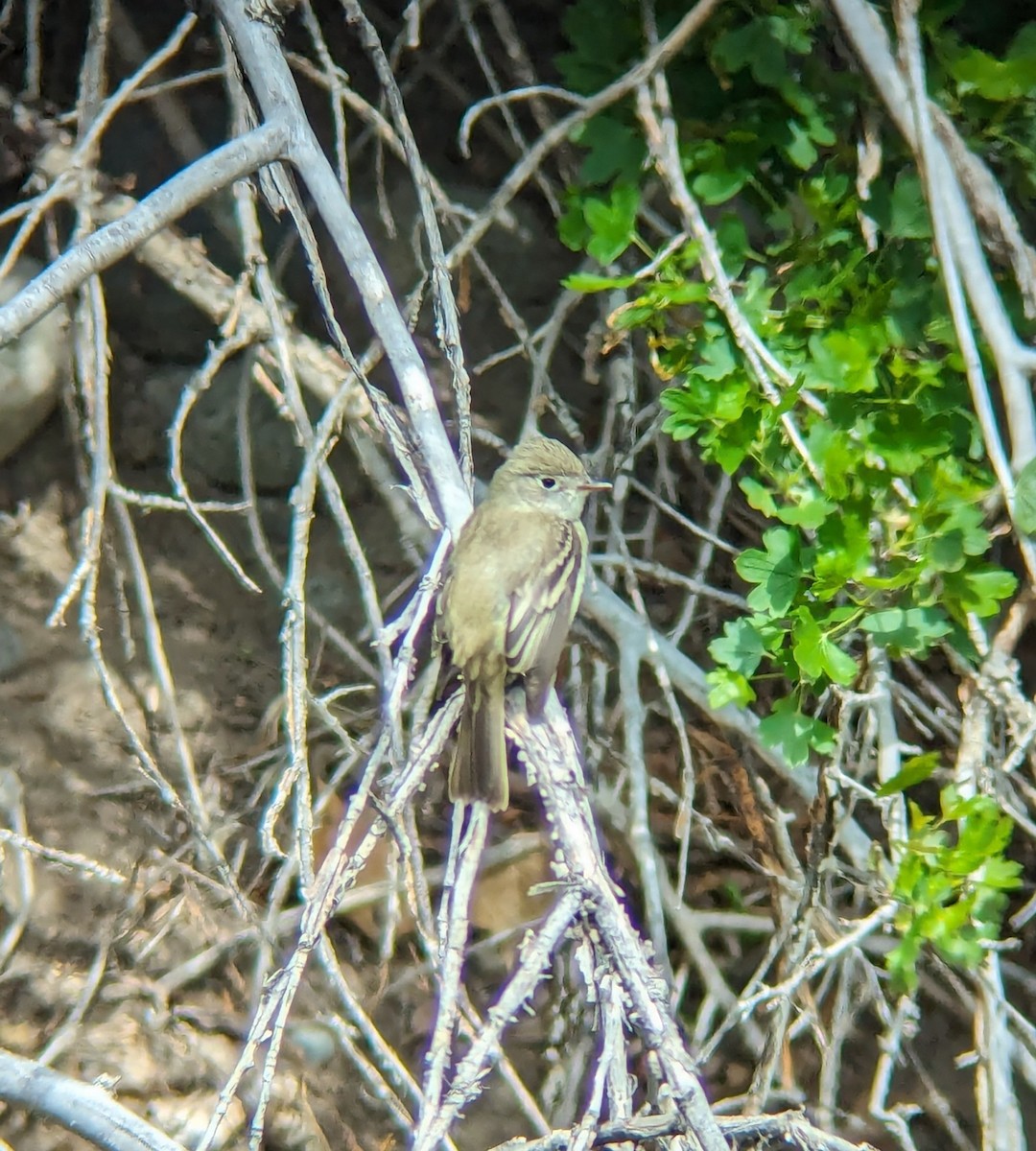 Least Flycatcher - Jack N