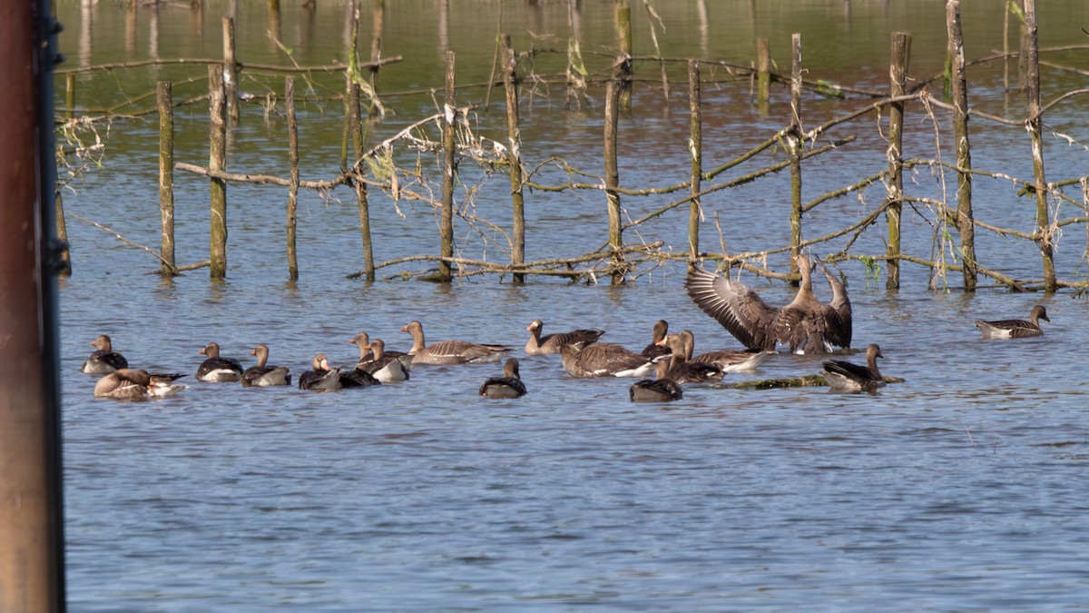 Greater White-fronted Goose - Tristan Chapman