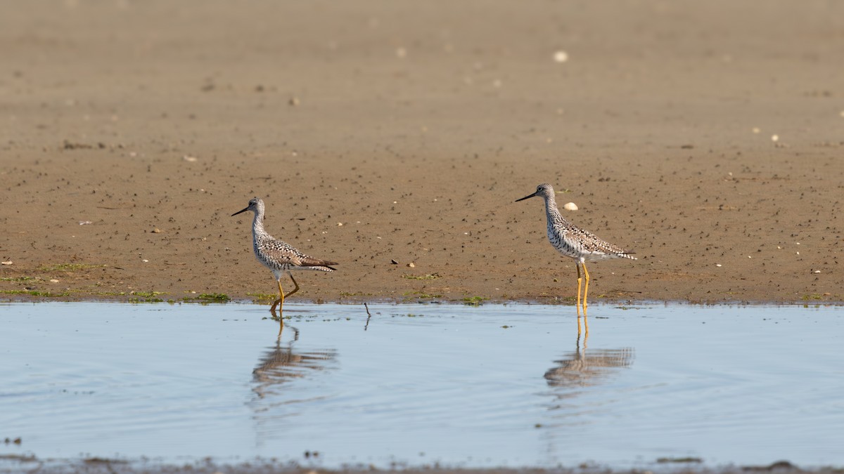 Greater Yellowlegs - ML619325452