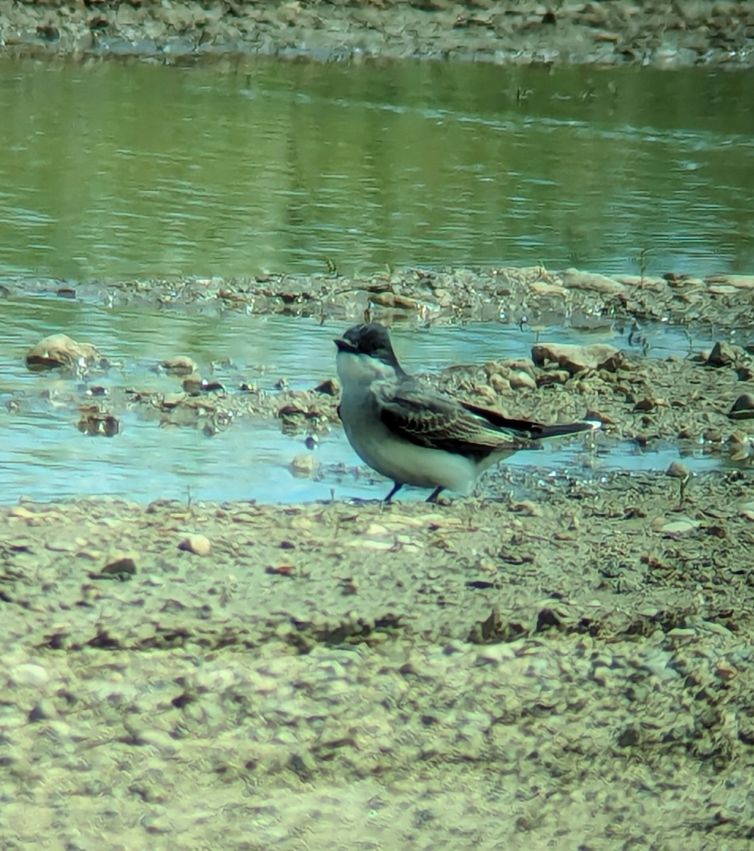 Eastern Kingbird - Jack N