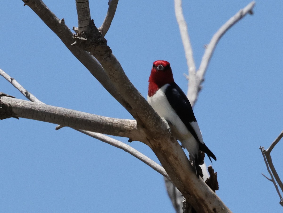 Red-headed Woodpecker - Chris Gilbert