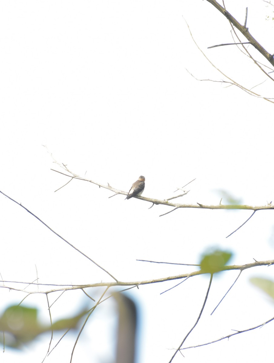Southern Rough-winged Swallow - Sebastián Vizcarra