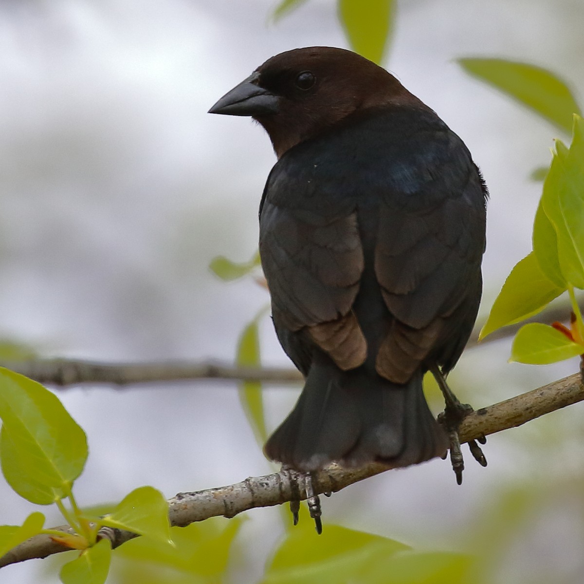 Brown-headed Cowbird - ML619325491