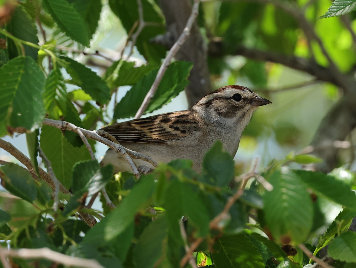 Chipping Sparrow - Chris Gilbert