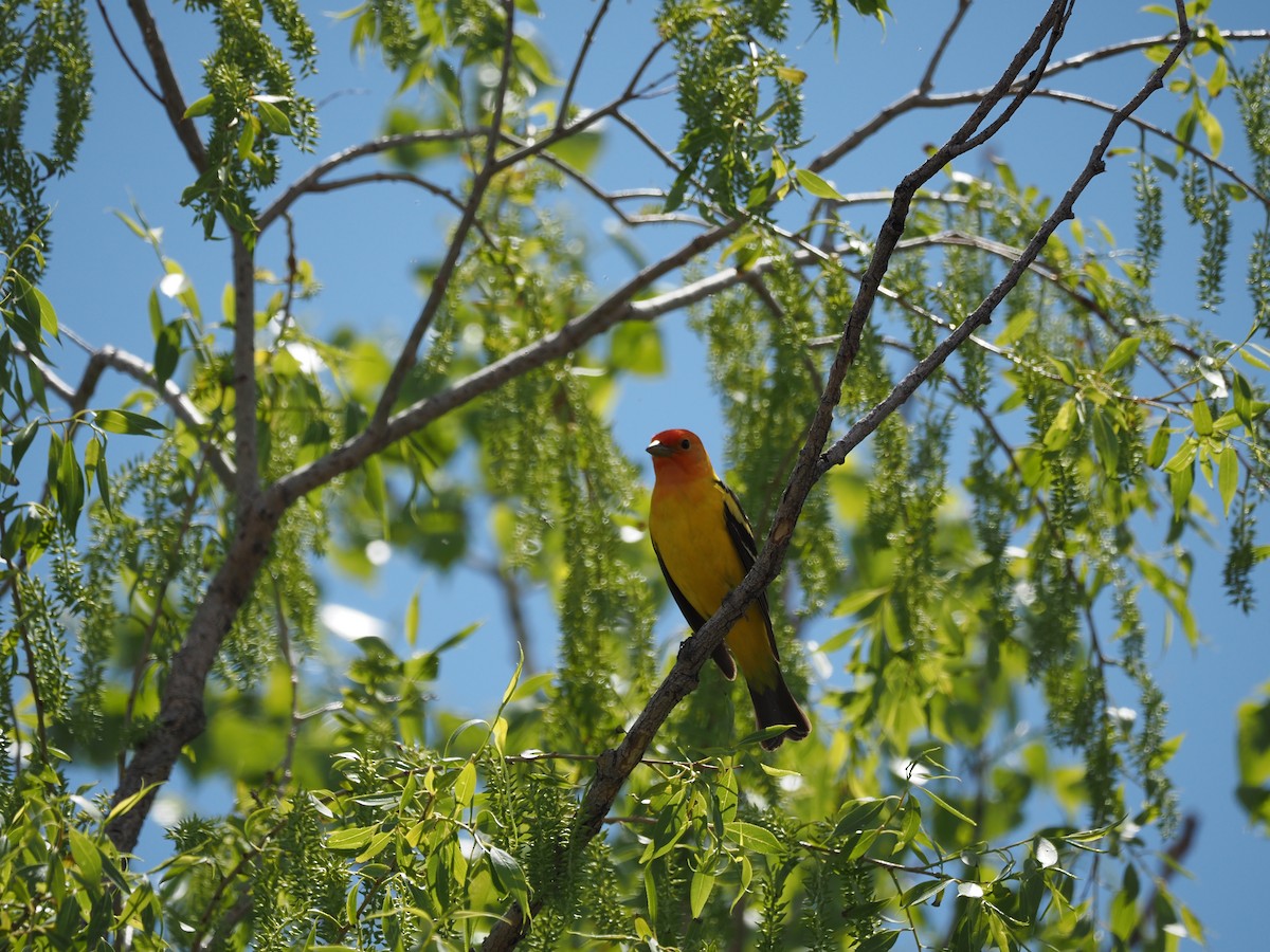 Western Tanager - Rosanne Juergens