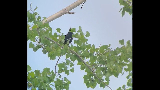 tanımsız karga (Corvus sp.) - ML619325520