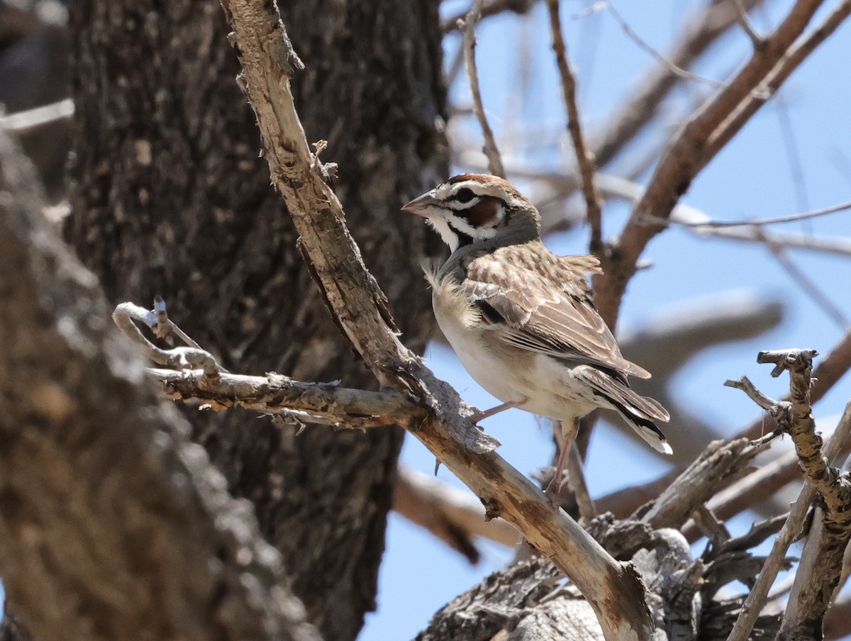 Lark Sparrow - Chris Gilbert