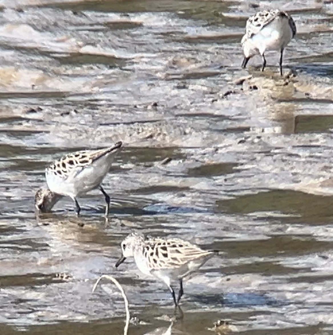 Semipalmated Sandpiper - Mark McShane