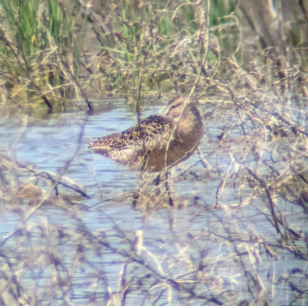 Long-billed Dowitcher - ML619325525