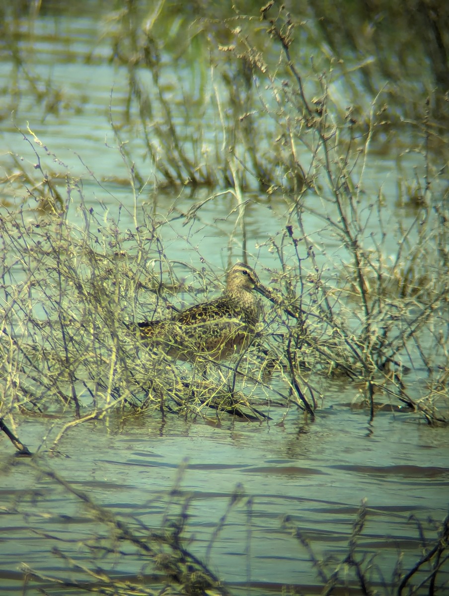 Long-billed Dowitcher - ML619325526