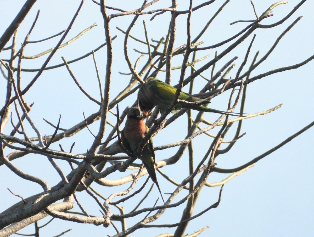 Red-breasted Parakeet - Chaiti Banerjee