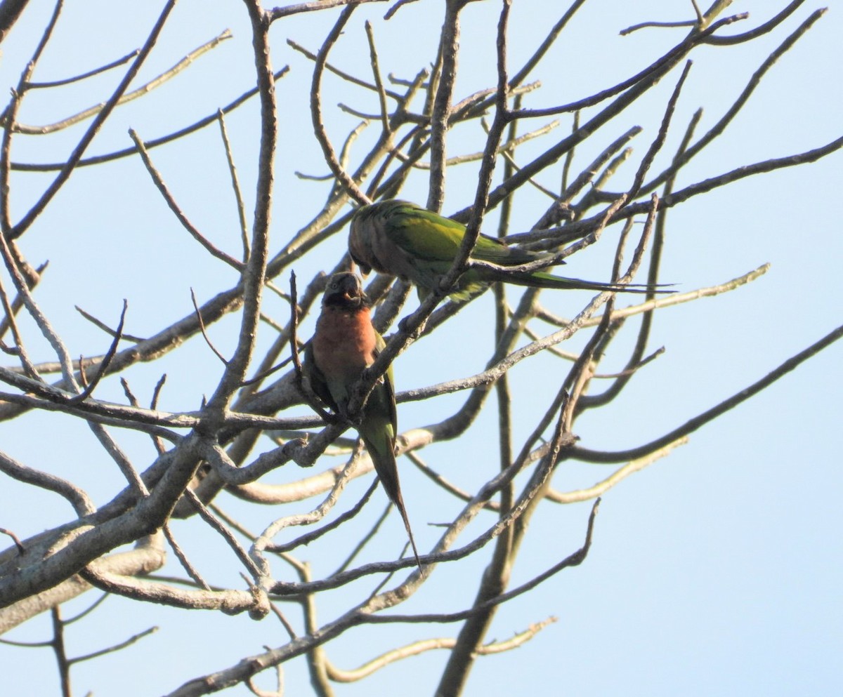 Red-breasted Parakeet - ML619325531