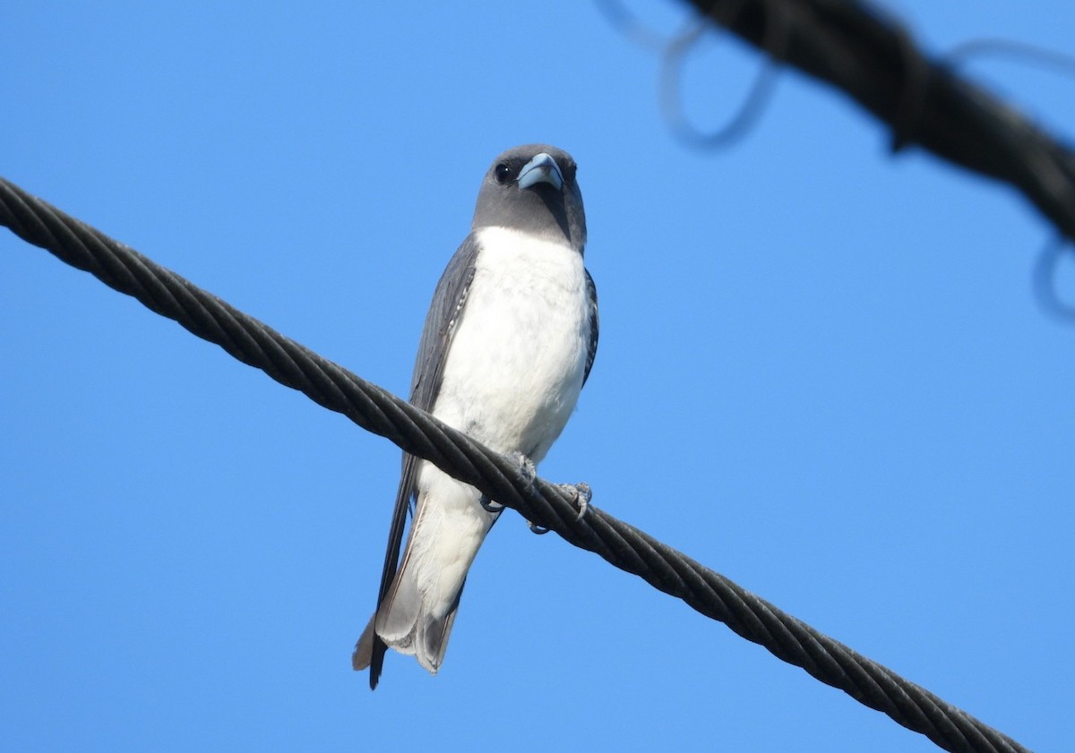 White-breasted Woodswallow - Chaiti Banerjee