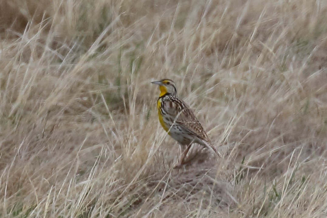 Western Meadowlark - ML619325567