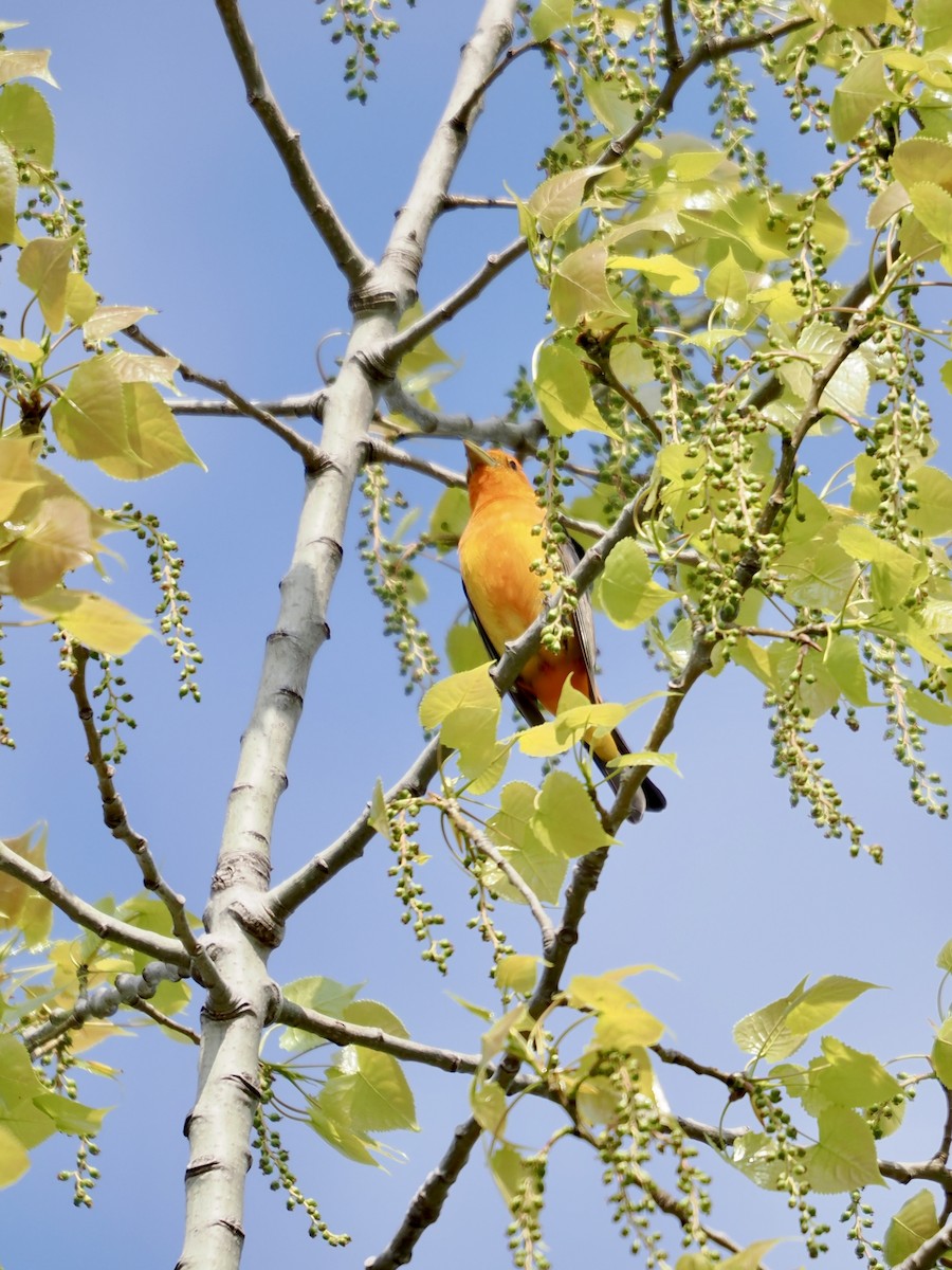 Scarlet Tanager - Lorri W