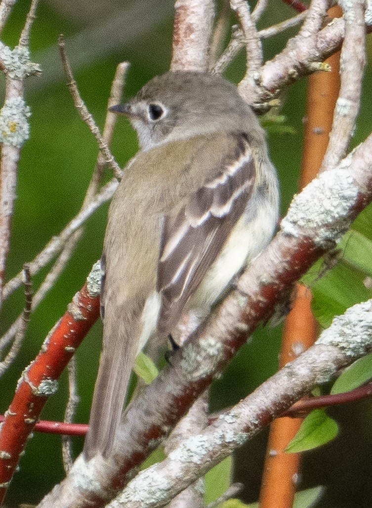 Least Flycatcher - Sam Zuckerman