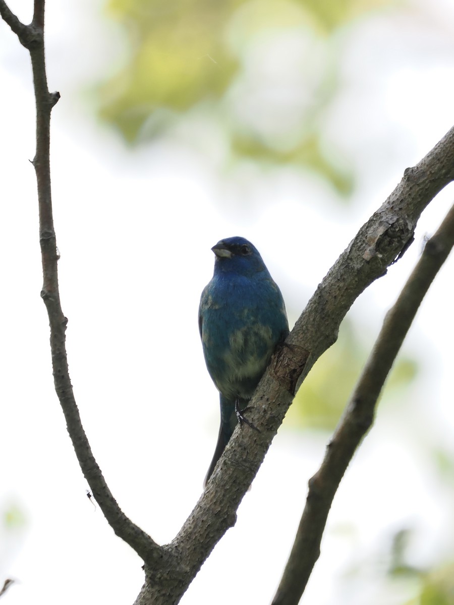 Indigo Bunting - Lorri W