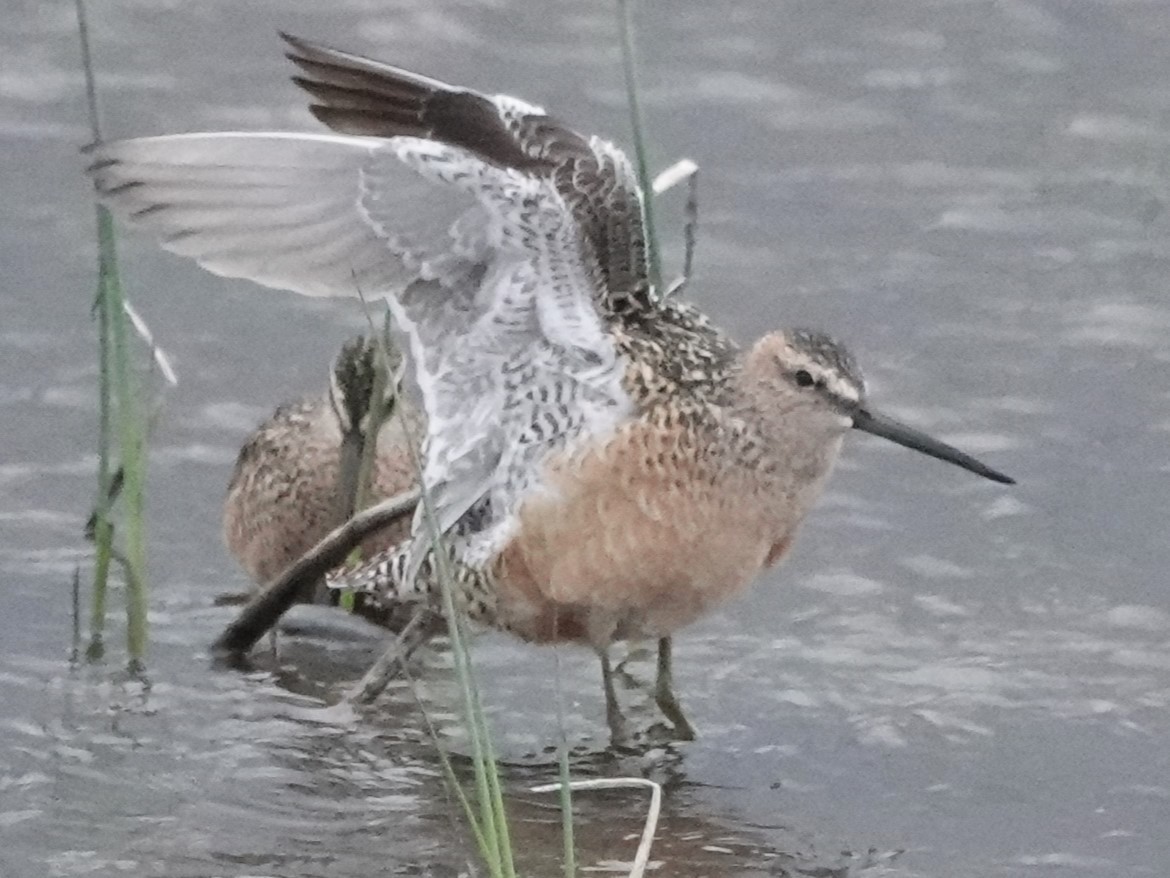 Long-billed Dowitcher - Mike Blancher