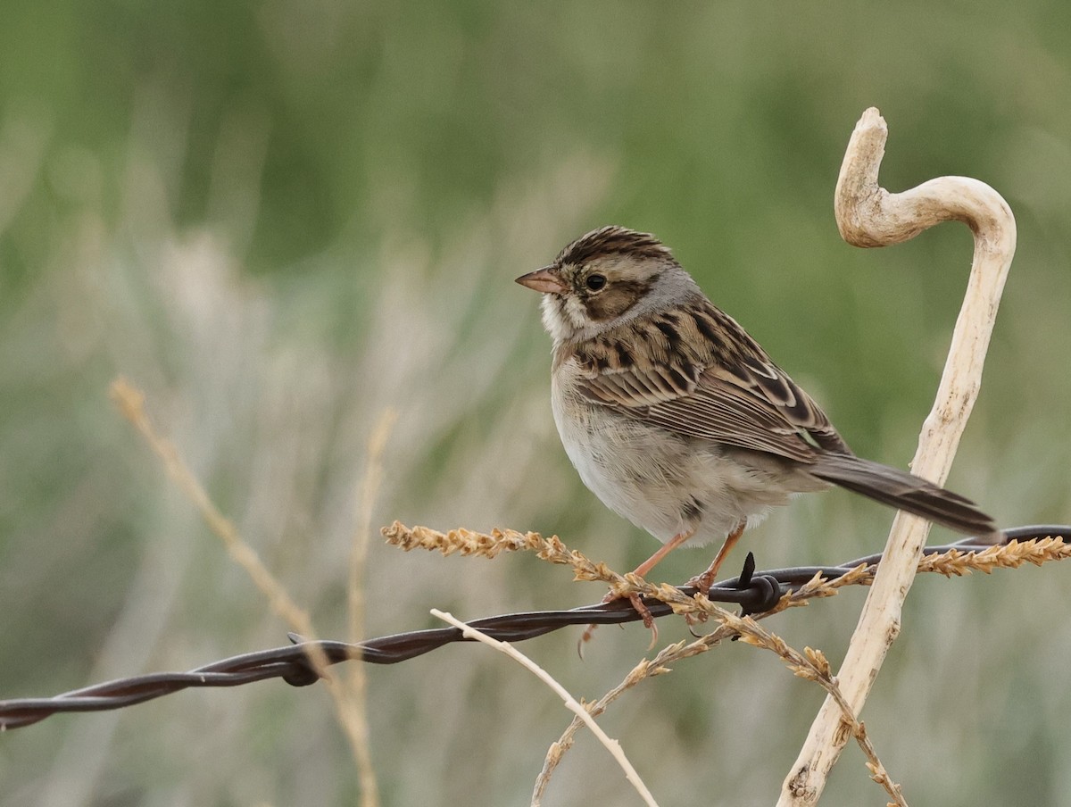 Clay-colored Sparrow - Chris Gilbert