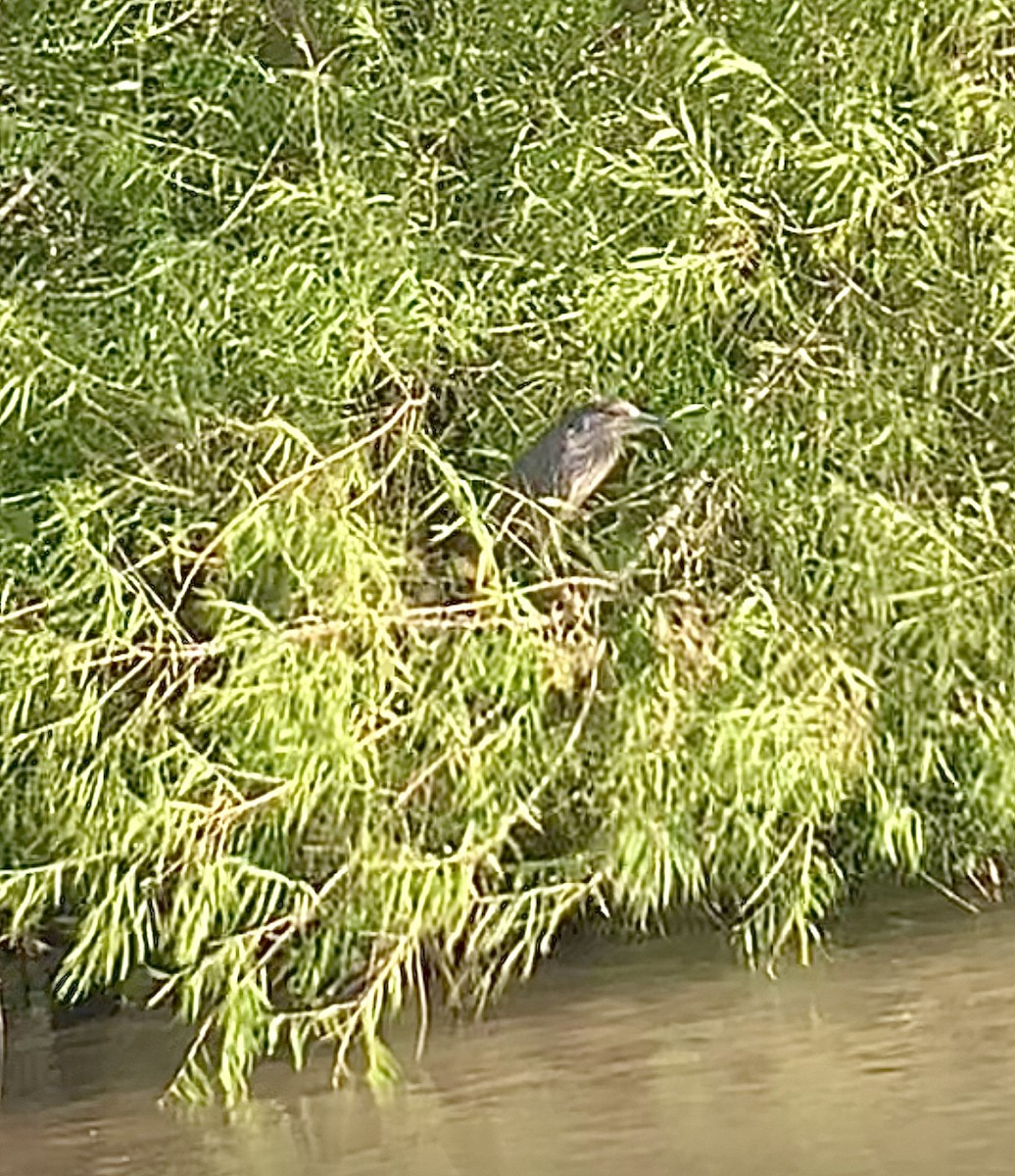 Black-crowned Night Heron - Sara Busch