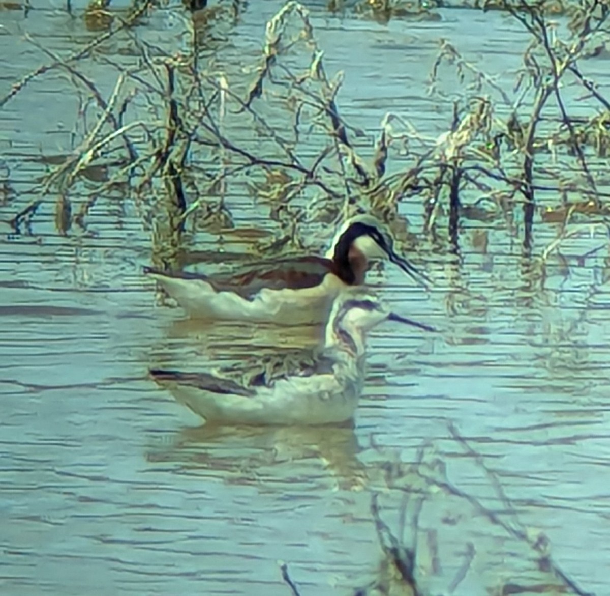 Wilson's Phalarope - ML619325601