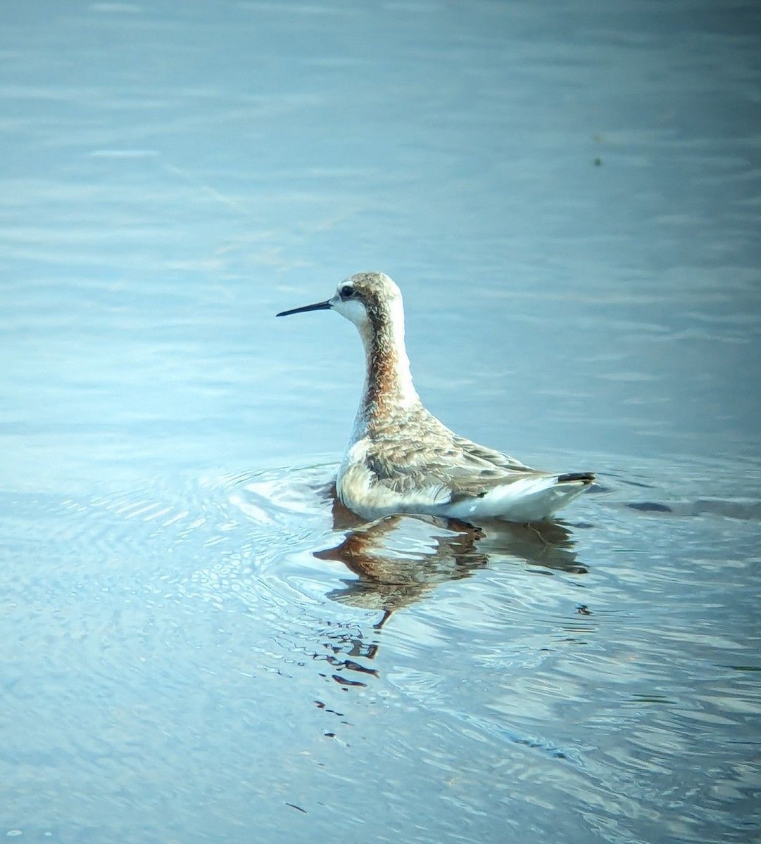 Phalarope de Wilson - ML619325602