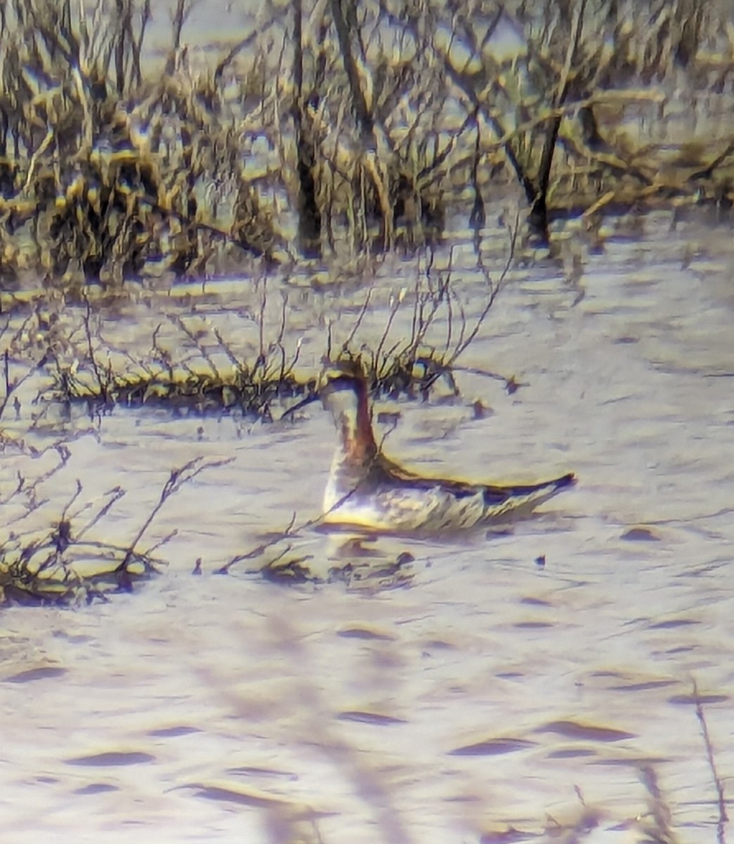 Phalarope à bec étroit - ML619325617