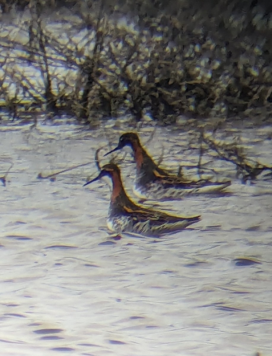 Phalarope à bec étroit - ML619325618