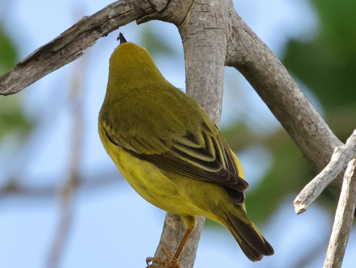 Yellow Warbler - Chris Gilbert