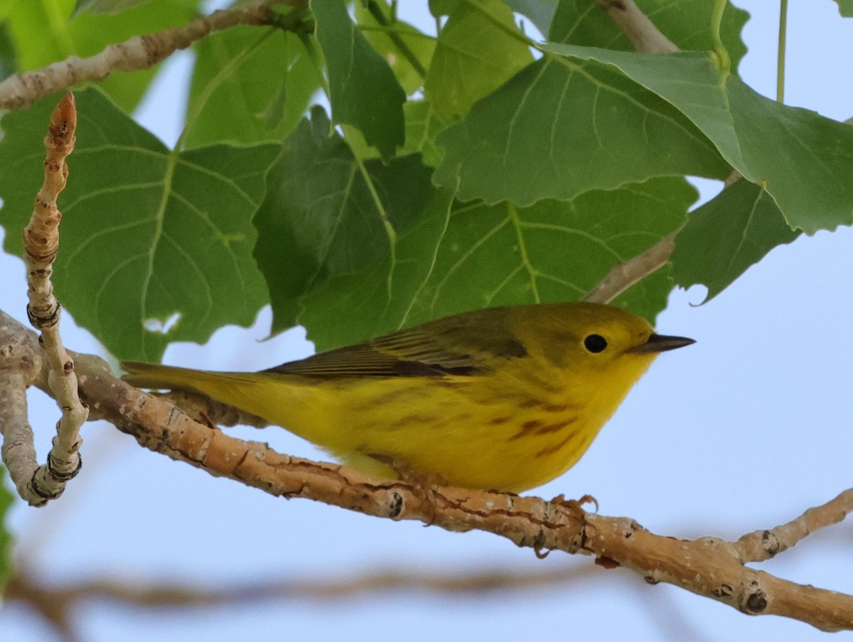 Yellow Warbler - Chris Gilbert