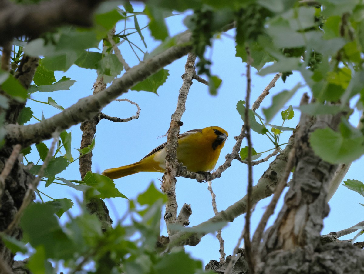 Bullock's Oriole - Chris Gilbert